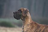 DOGUE ALLEMAND 658